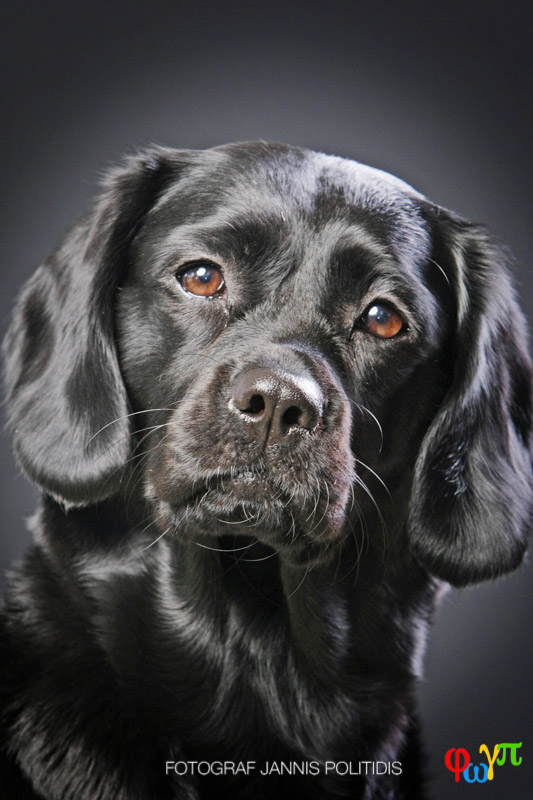 Närbild svart hund