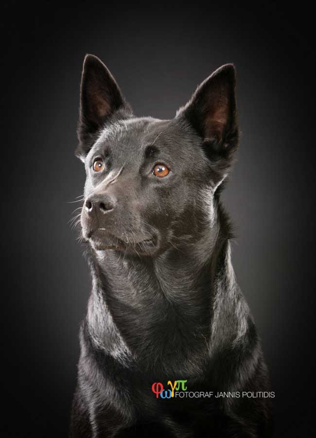Hundfotografering i studio-Jannis Politidis